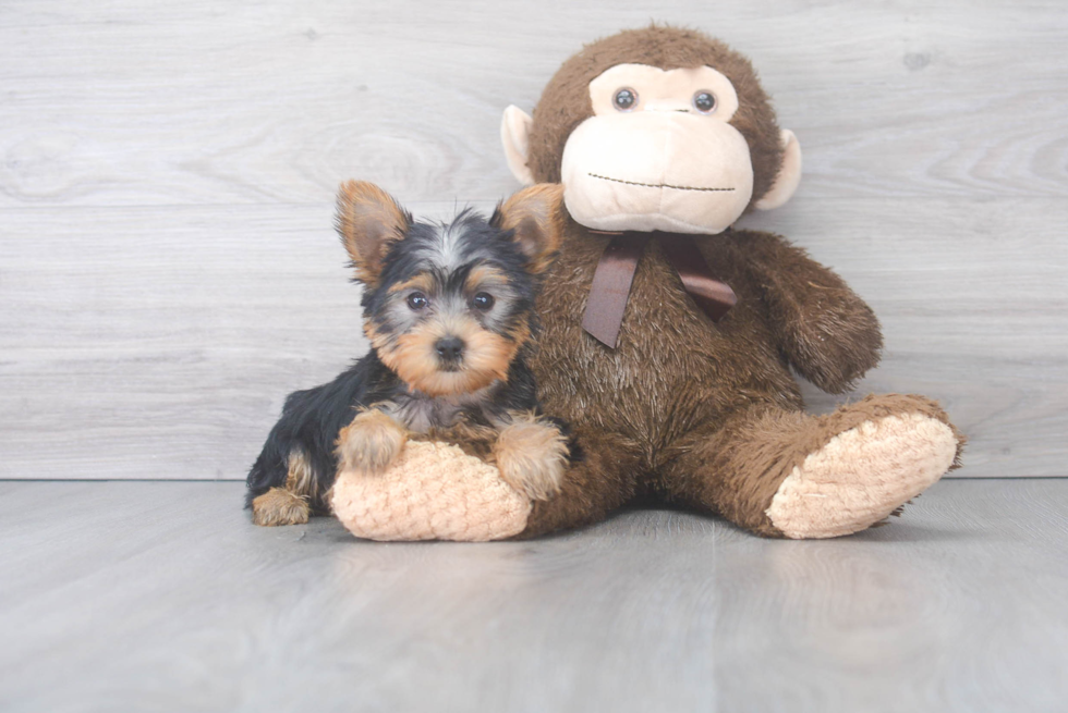 Best Yorkshire Terrier Baby