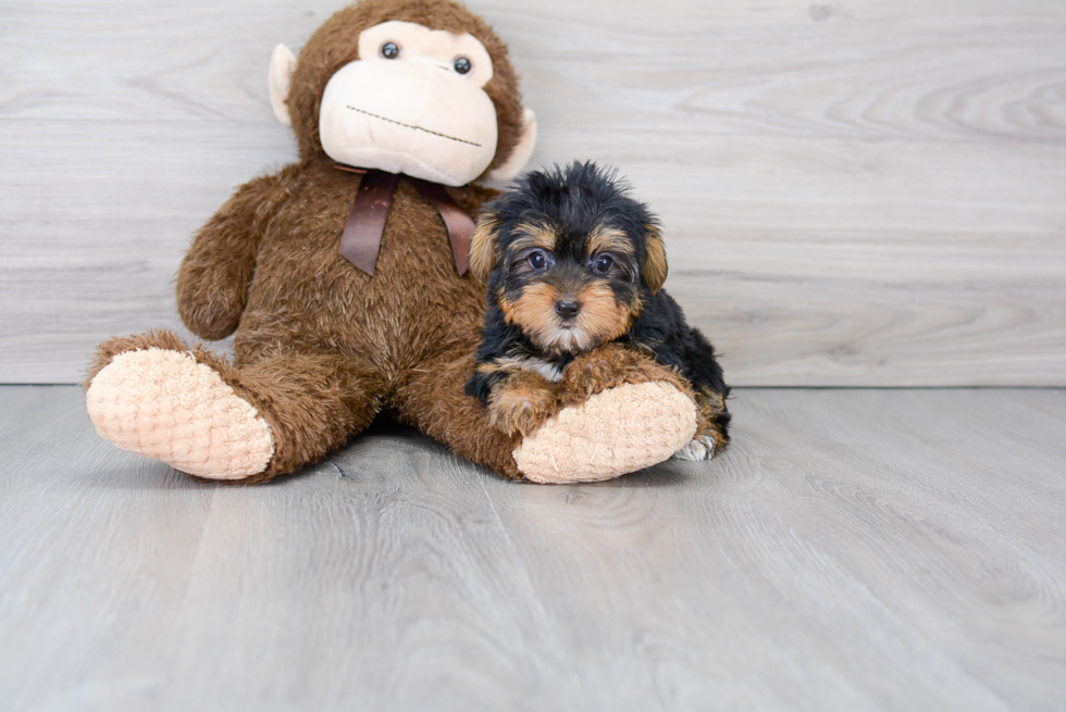 Popular Yorkshire Terrier Purebred Pup