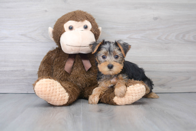 Yorkshire Terrier Pup Being Cute