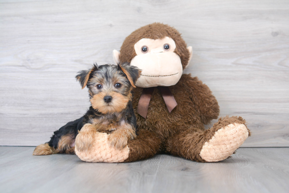 Sweet Yorkie Purebred Puppy