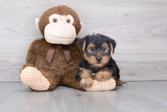 Happy Yorkie Purebred Puppy