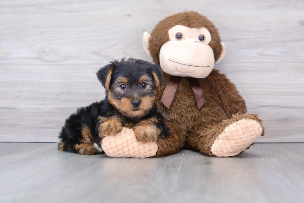 Yorkshire Terrier Pup Being Cute