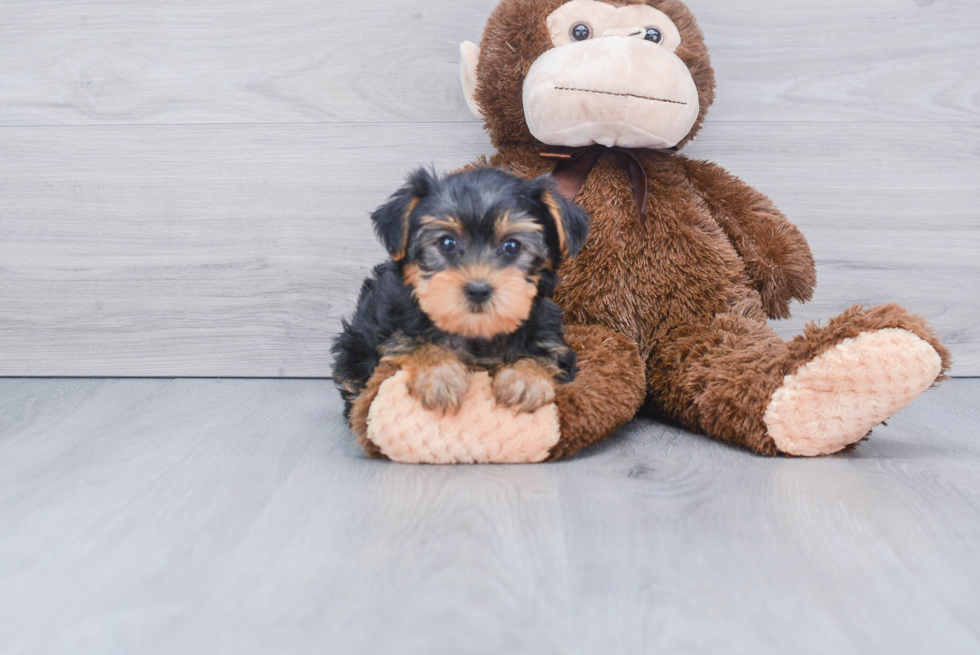 Meet Jeremy - our Yorkshire Terrier Puppy Photo 