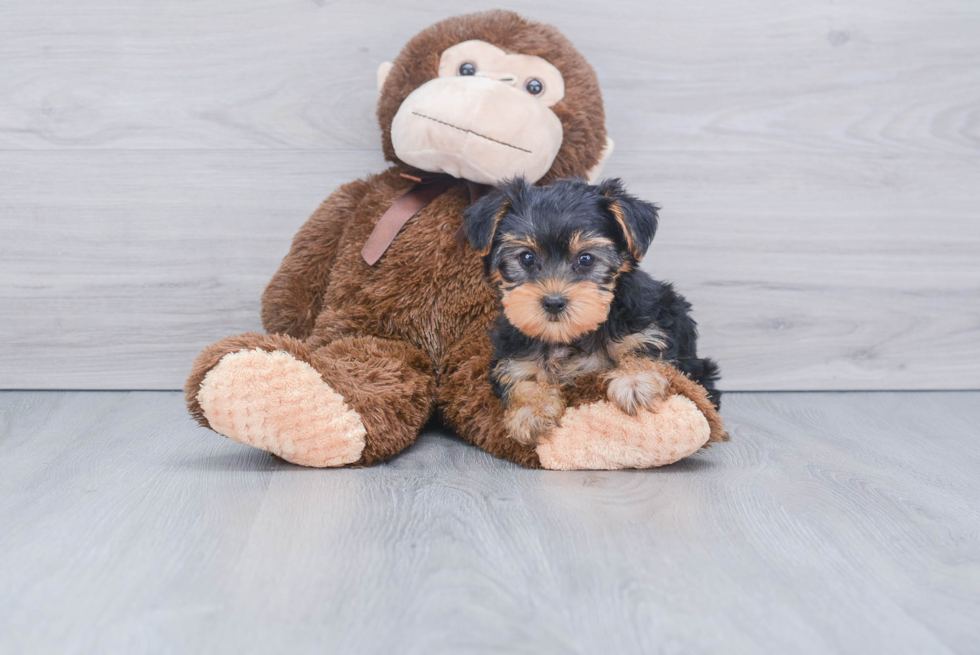 Meet Jeremy - our Yorkshire Terrier Puppy Photo 