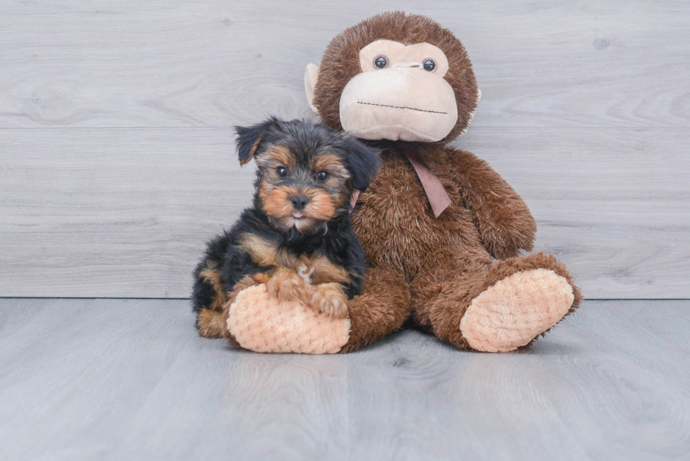 Meet Jeremy - our Yorkshire Terrier Puppy Photo 