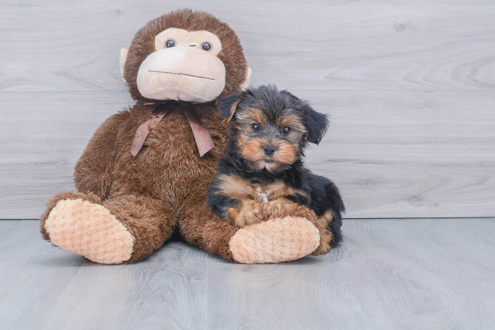 Meet Jeremy - our Yorkshire Terrier Puppy Photo 