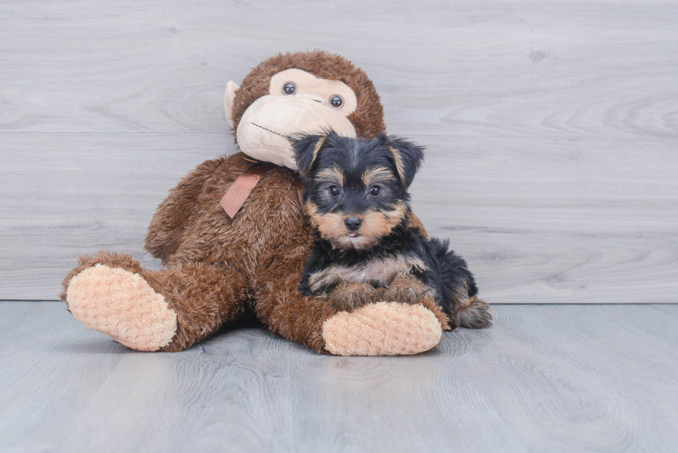 Meet Jeremy - our Yorkshire Terrier Puppy Photo 