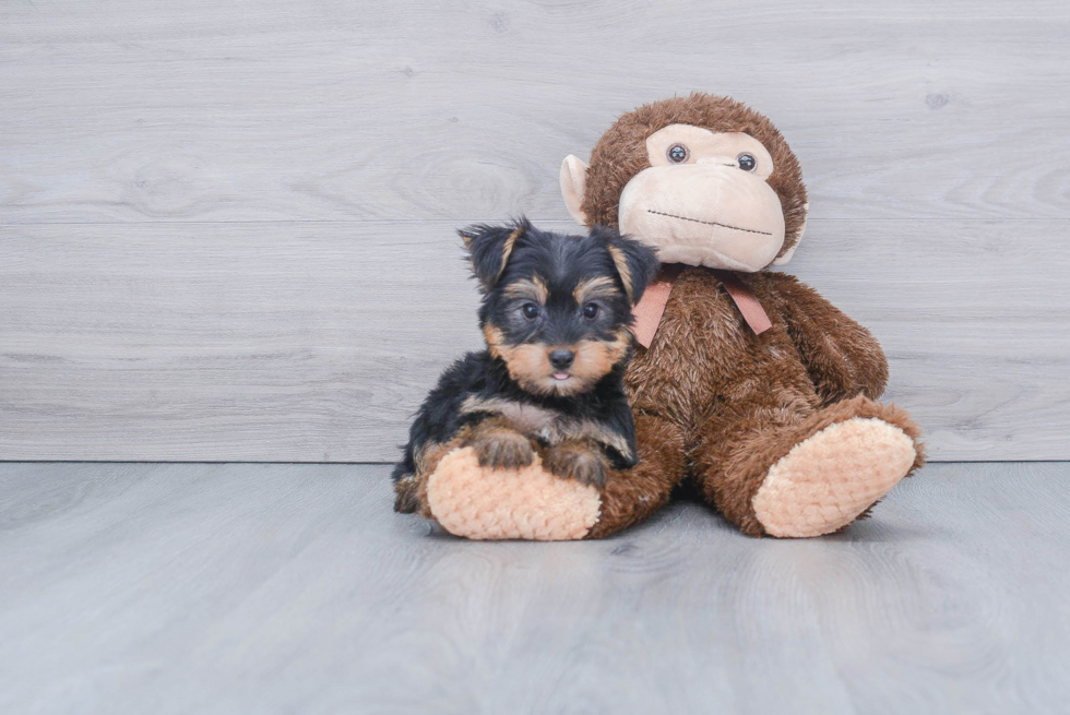 Meet Jeremy - our Yorkshire Terrier Puppy Photo 