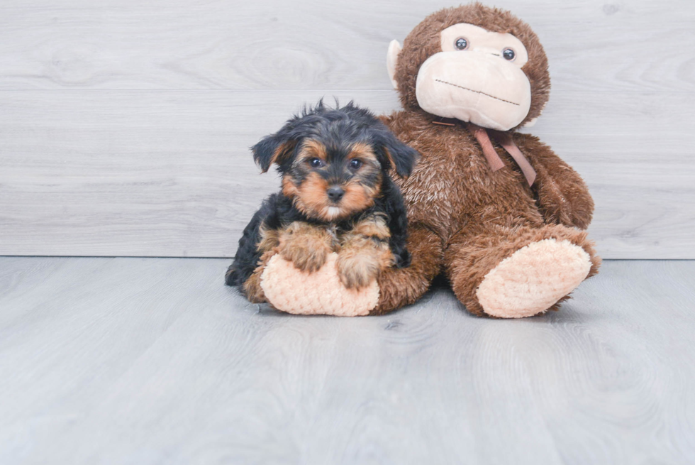 Meet Jeremy - our Yorkshire Terrier Puppy Photo 