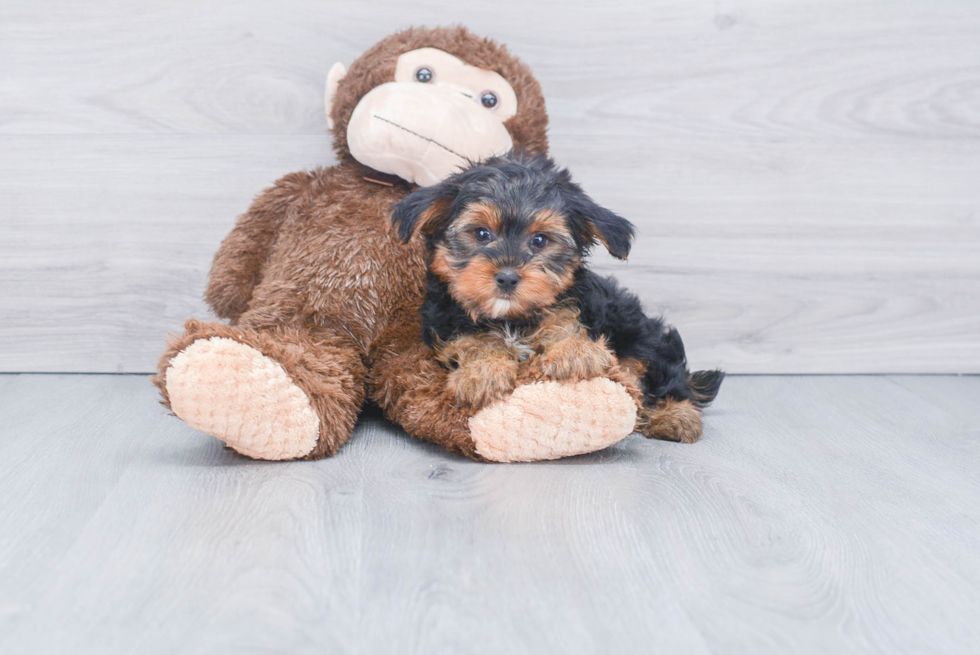 Meet Jeremy - our Yorkshire Terrier Puppy Photo 