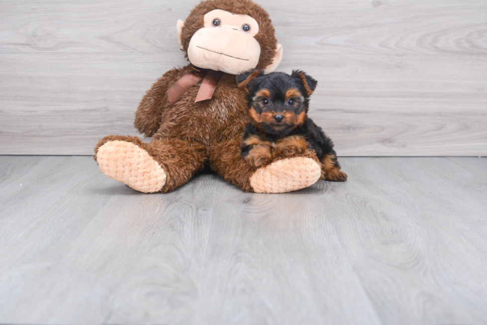 Meet Zoro - our Yorkshire Terrier Puppy Photo 