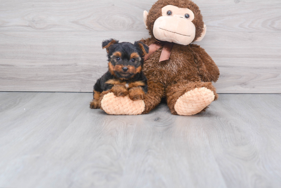 Meet Zoro - our Yorkshire Terrier Puppy Photo 