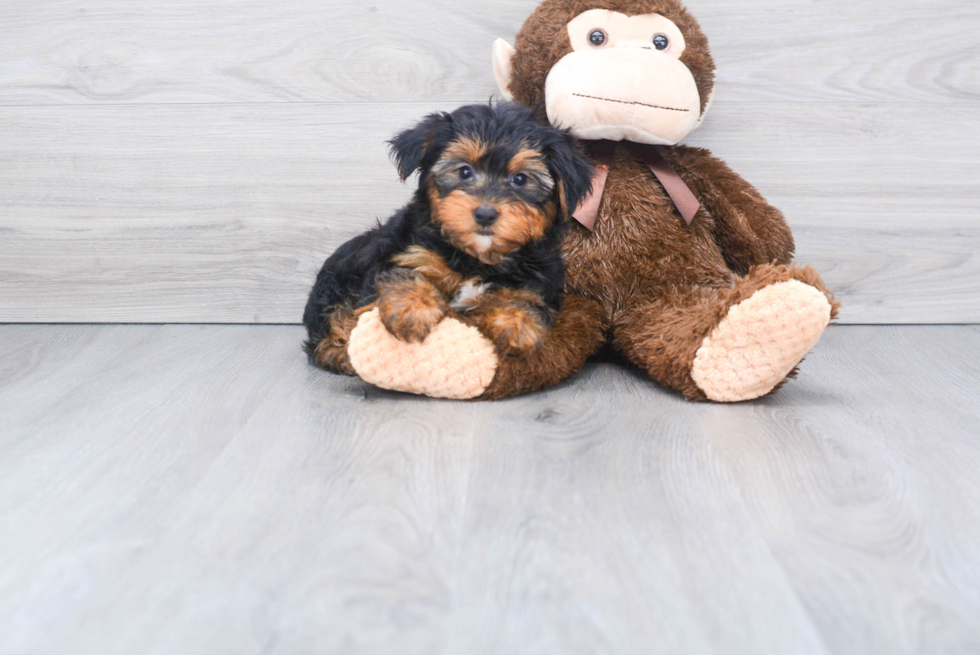 Meet Jeremy - our Yorkshire Terrier Puppy Photo 