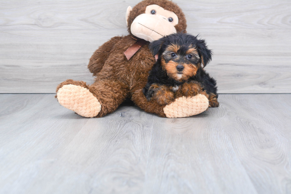 Meet Jeremy - our Yorkshire Terrier Puppy Photo 