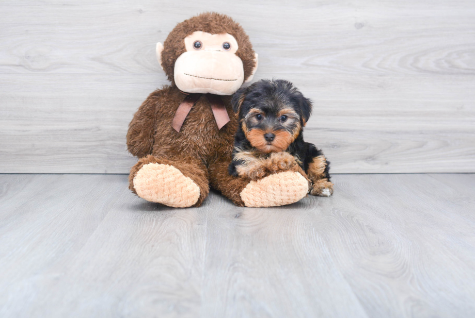 Meet Jeremy - our Yorkshire Terrier Puppy Photo 