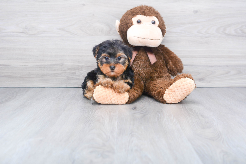 Meet Jeremy - our Yorkshire Terrier Puppy Photo 