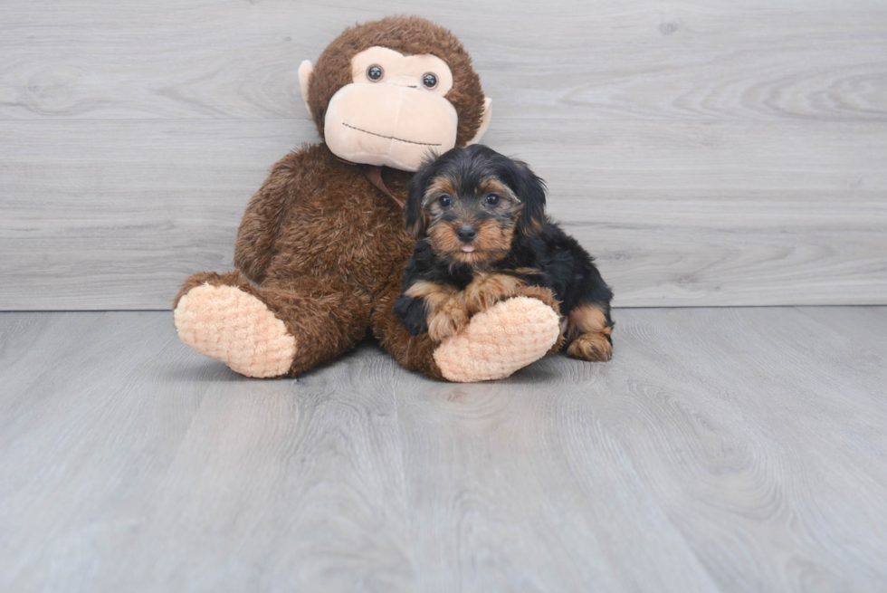 Meet Jeremy - our Yorkshire Terrier Puppy Photo 