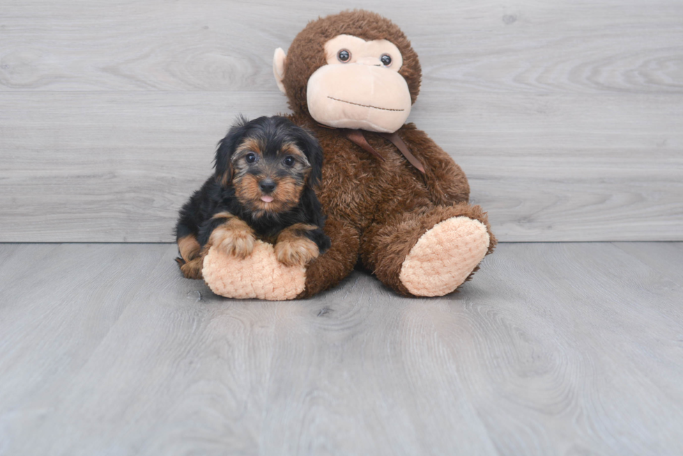 Meet Jeremy - our Yorkshire Terrier Puppy Photo 