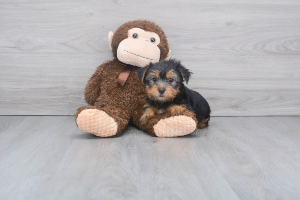 Meet Jeremy - our Yorkshire Terrier Puppy Photo 