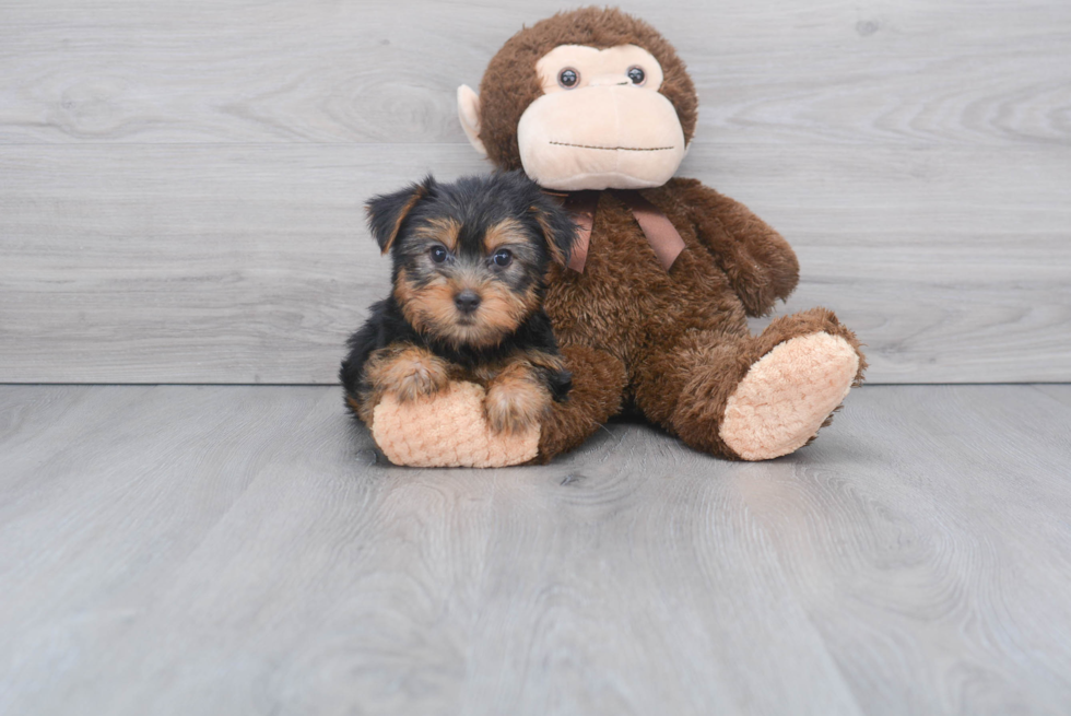 Meet Jeremy - our Yorkshire Terrier Puppy Photo 