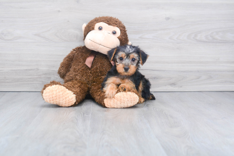 Meet Jeremy - our Yorkshire Terrier Puppy Photo 