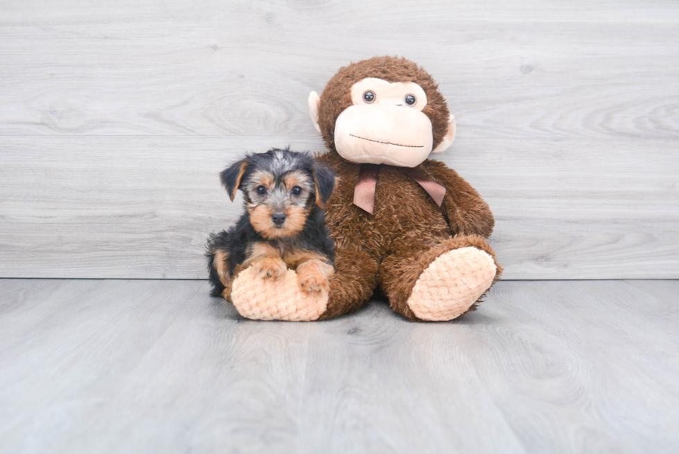 Meet Jeremy - our Yorkshire Terrier Puppy Photo 