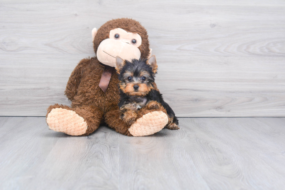 Meet Jeremy - our Yorkshire Terrier Puppy Photo 