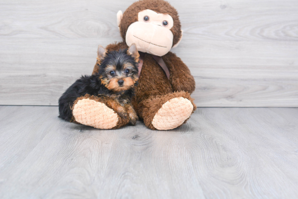 Meet Jeremy - our Yorkshire Terrier Puppy Photo 