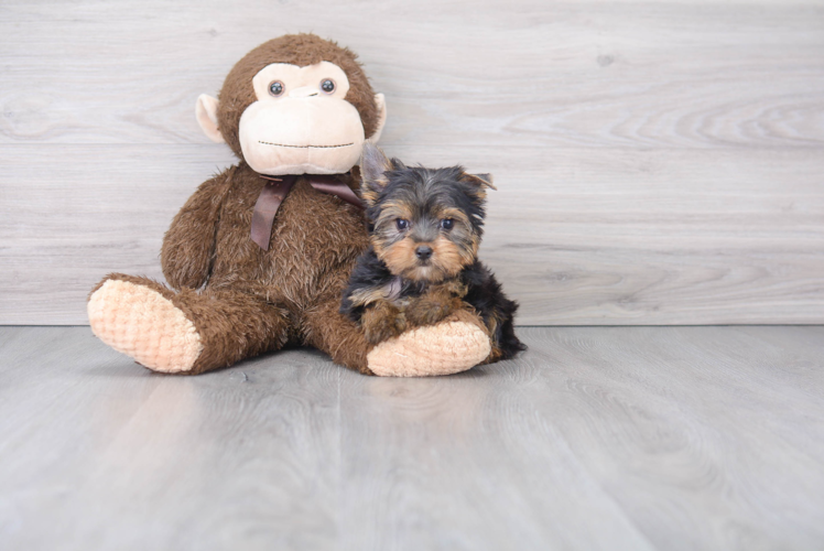 Yorkshire Terrier Pup Being Cute