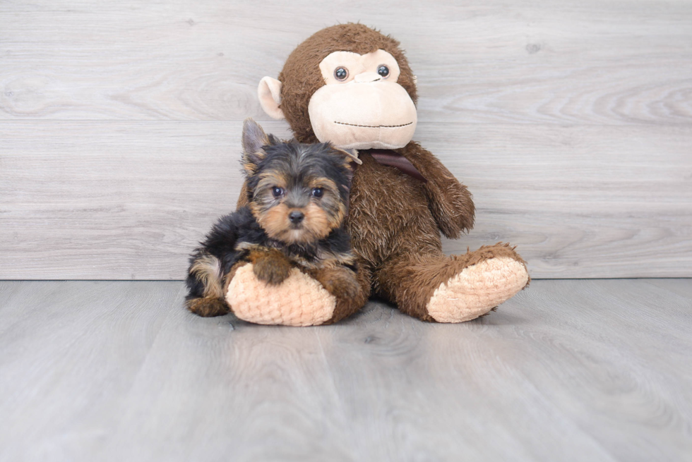 Friendly Yorkshire Terrier Baby