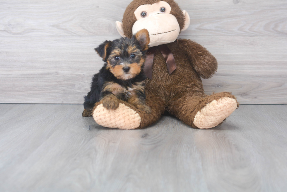 Yorkshire Terrier Pup Being Cute