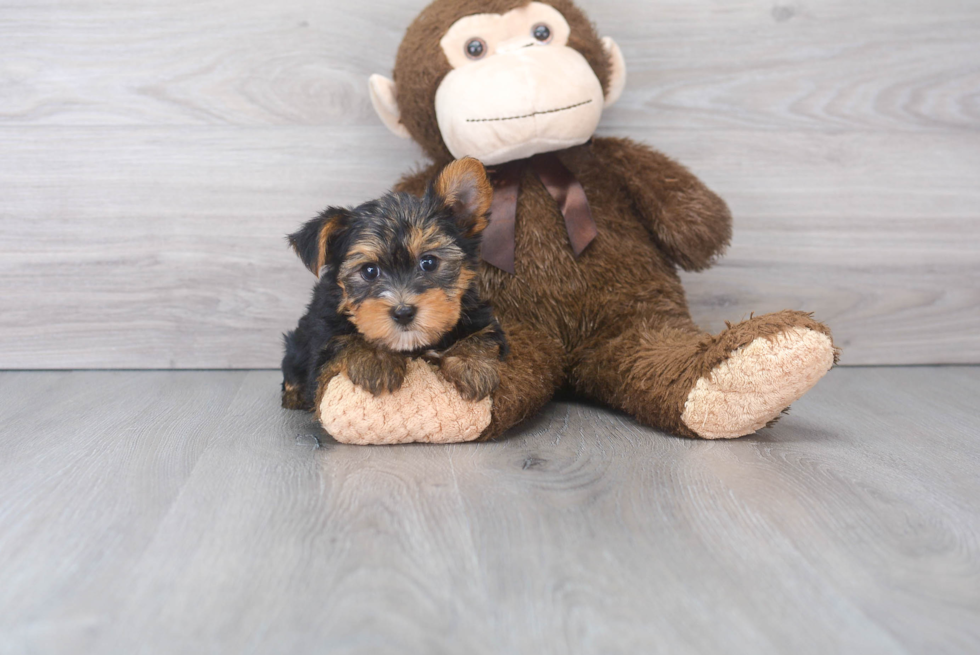 Best Yorkshire Terrier Baby