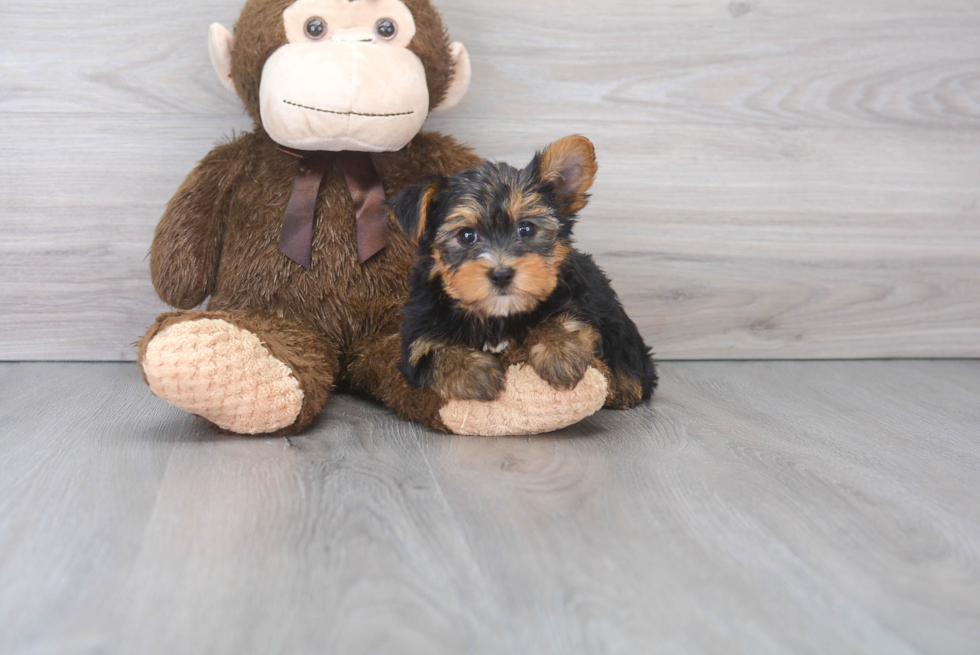 Akc Registered Yorkshire Terrier Purebred Pup