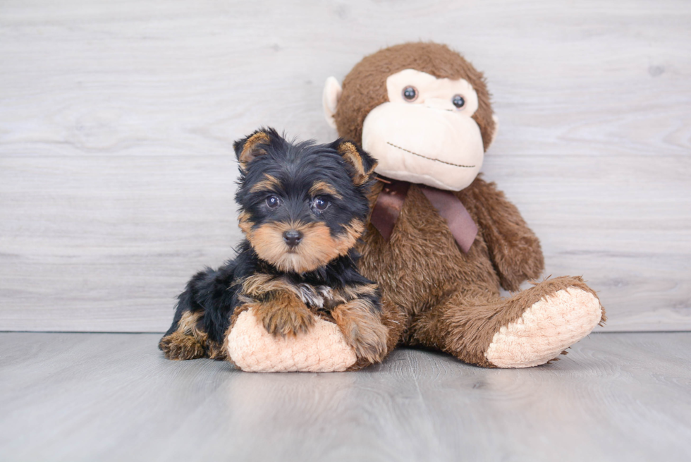 Yorkshire Terrier Pup Being Cute