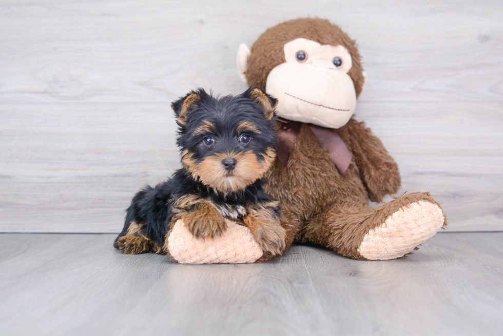 Akc Registered Yorkshire Terrier Baby