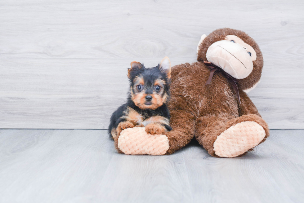 Meet Joey - our Yorkshire Terrier Puppy Photo 