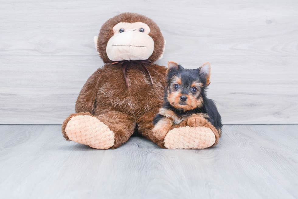 Meet Joey - our Yorkshire Terrier Puppy Photo 