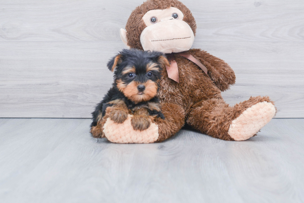 Meet Joey - our Yorkshire Terrier Puppy Photo 