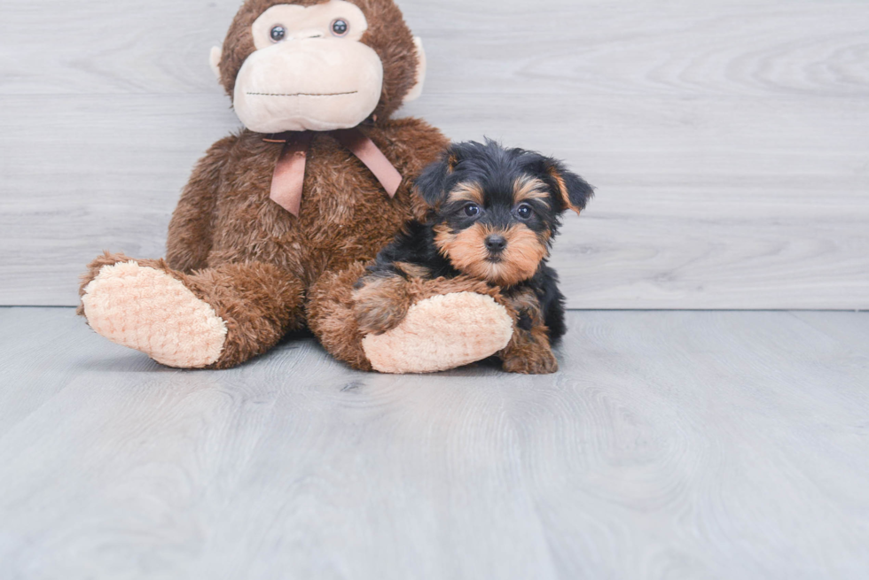 Meet Joey - our Yorkshire Terrier Puppy Photo 