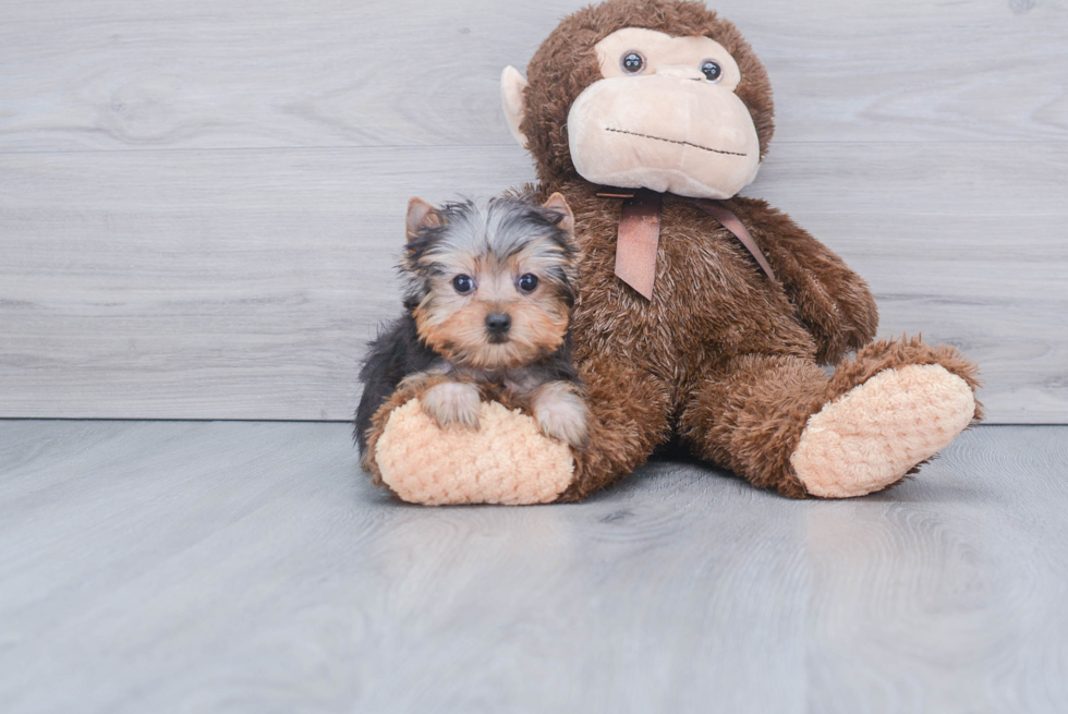 Meet Joey - our Yorkshire Terrier Puppy Photo 