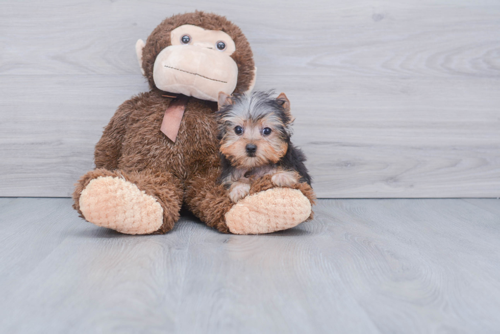 Meet Joey - our Yorkshire Terrier Puppy Photo 