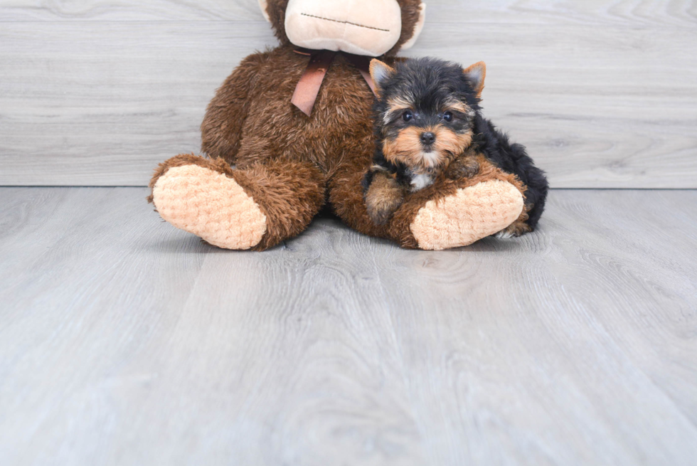 Meet Beckham - our Yorkshire Terrier Puppy Photo 