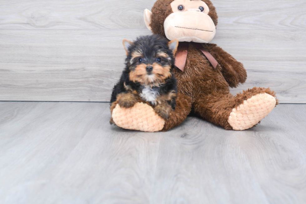 Meet Beckham - our Yorkshire Terrier Puppy Photo 