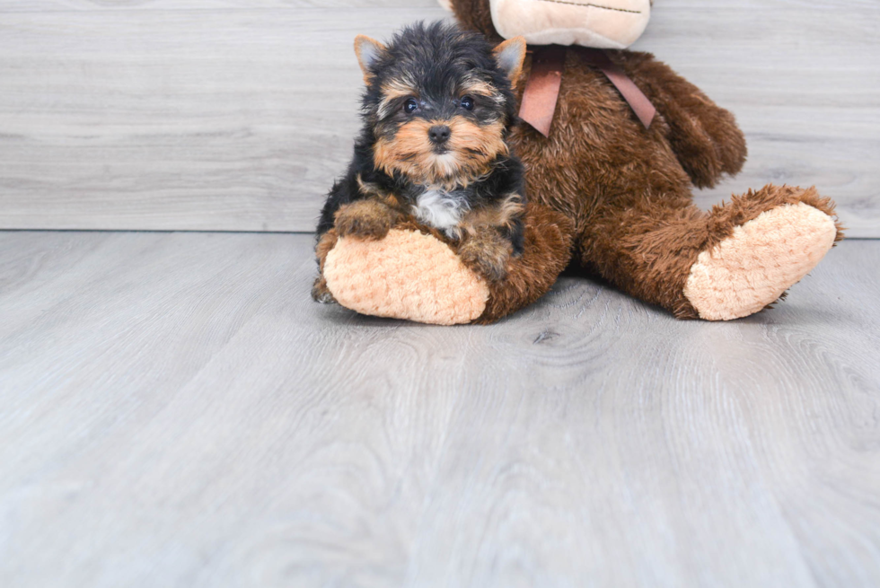 Meet Beckham - our Yorkshire Terrier Puppy Photo 