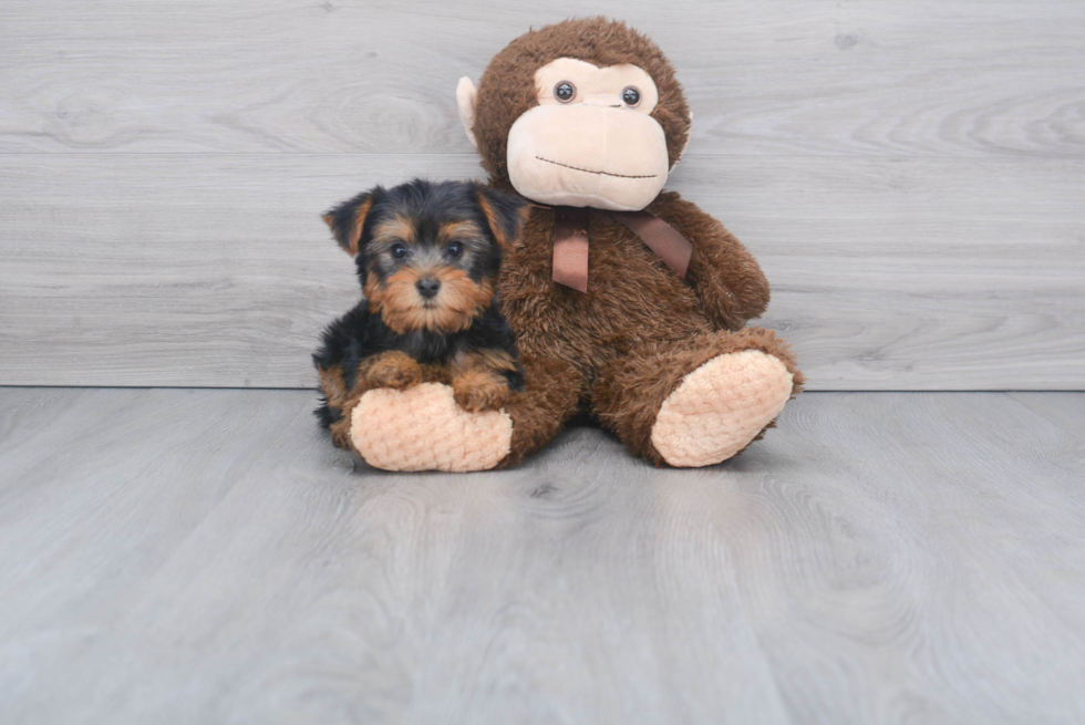 Meet Harry - our Yorkshire Terrier Puppy Photo 