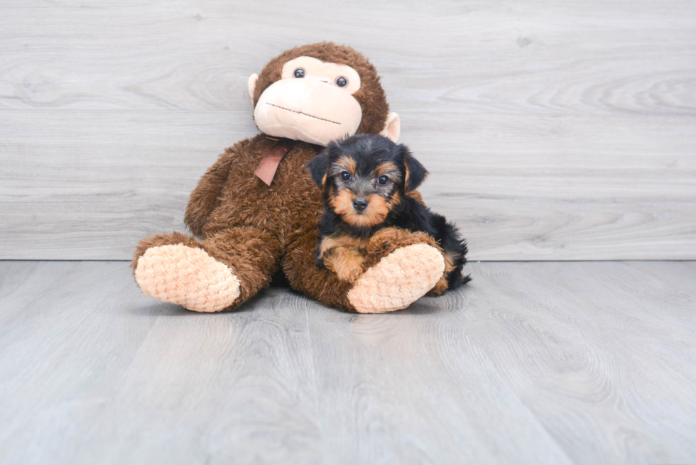 Meet Joey - our Yorkshire Terrier Puppy Photo 