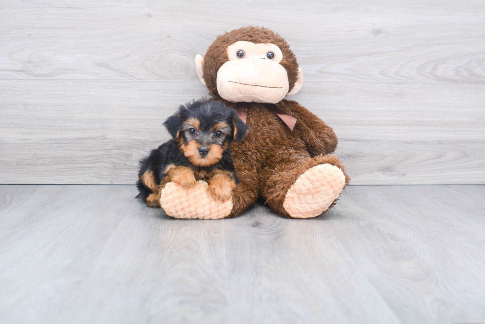 Meet Joey - our Yorkshire Terrier Puppy Photo 