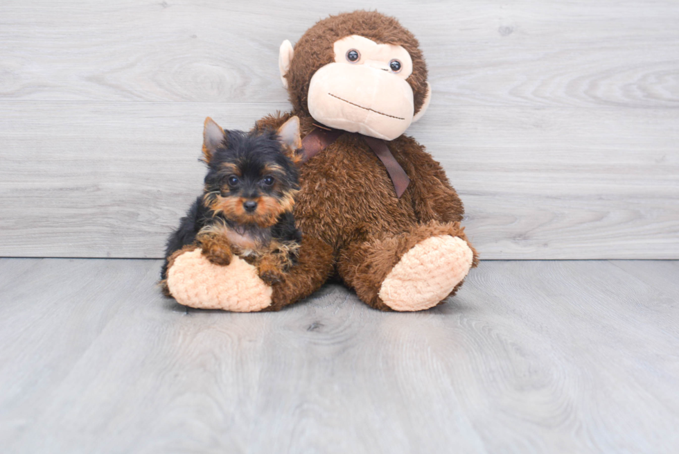 Meet Joey - our Yorkshire Terrier Puppy Photo 