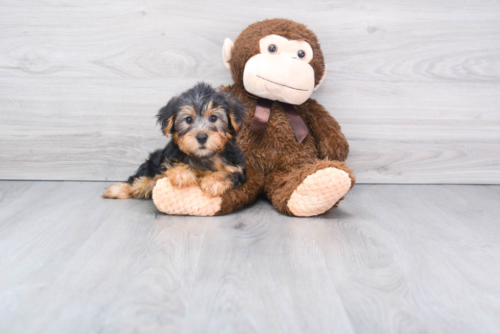 Meet Joey - our Yorkshire Terrier Puppy Photo 