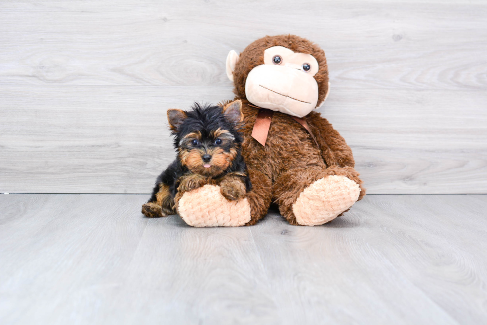 Meet Joey - our Yorkshire Terrier Puppy Photo 